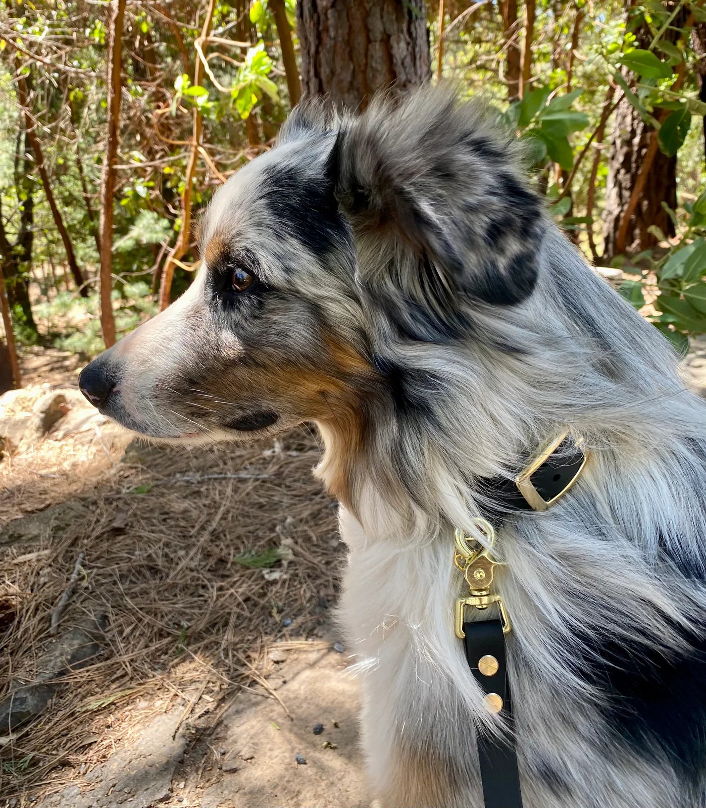 A white dog staring to the left wearing a black BioThane leash and collar set. 