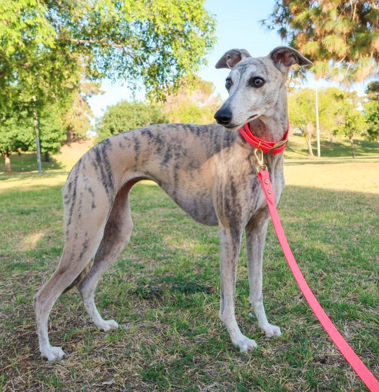 Whippet collar store and lead set