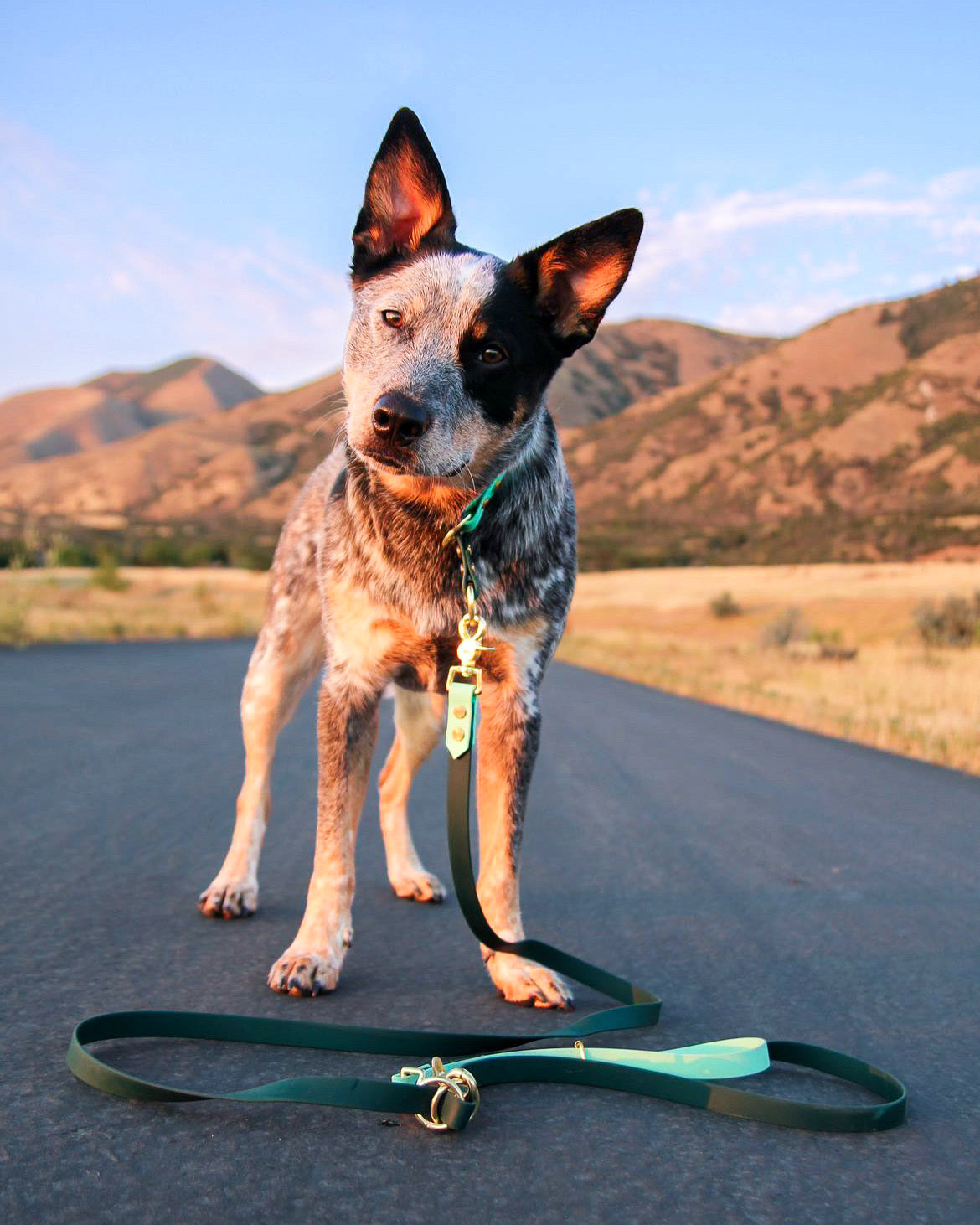 Two-Tone Waterproof Dog Collar and Multi-Way Leash Set