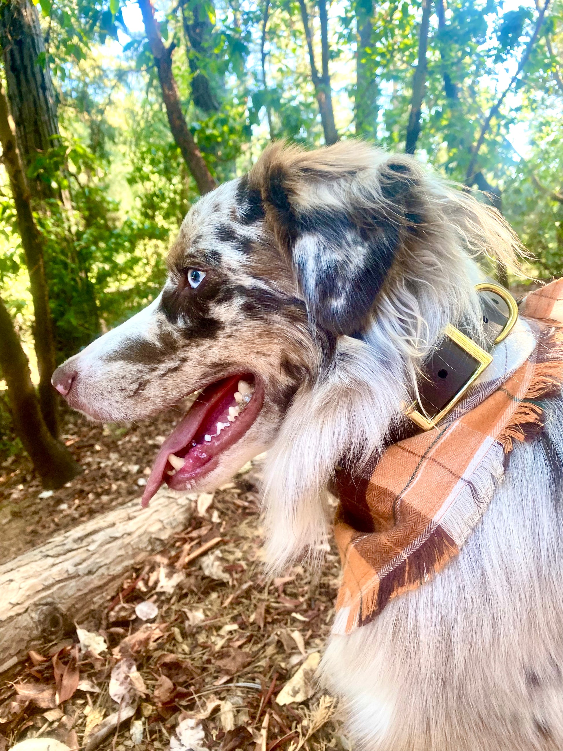 An Australian Shepherd profile picture. The dog has a brown biothane collar with gold hardware and an orange and brown frayed bandana. 