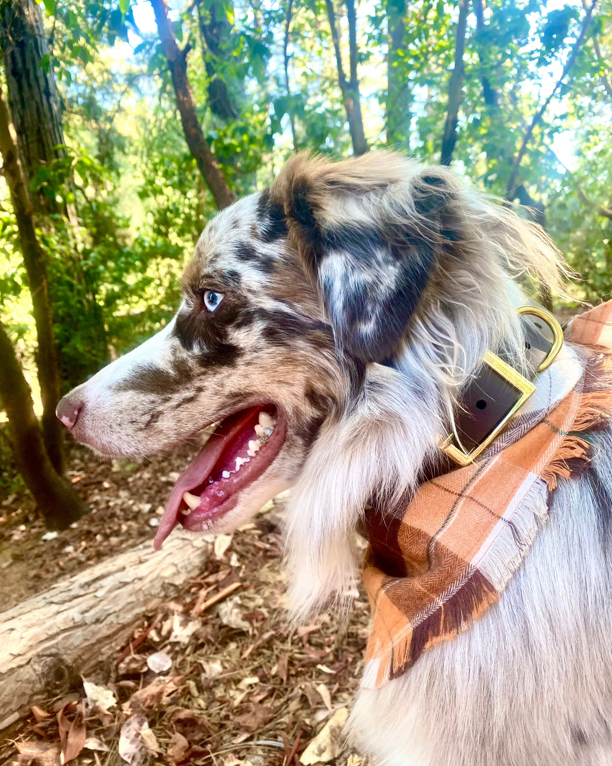 An Australian Shepherd with a brown and gold collar. The dog is wearing a bandana and the setting is in the woods.