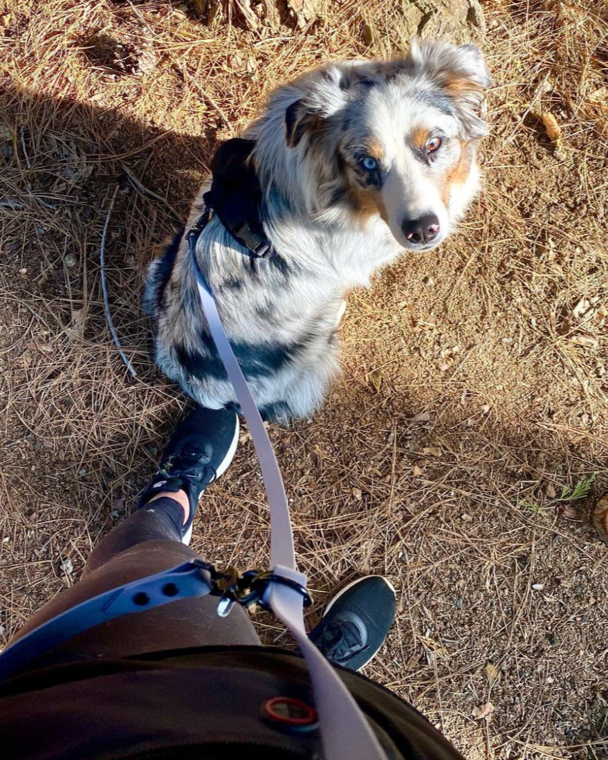 An owner with a hands free BioThane leash and their Australian Shepherd.