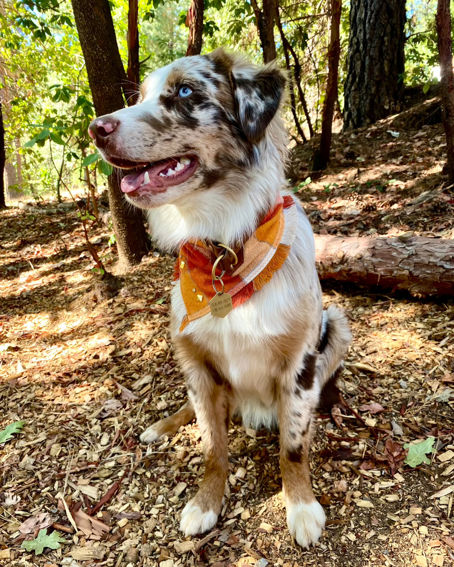 An Australian Shepherd wearing a brown slip collar and orange bandana. It is a sunny day with trees in the background.