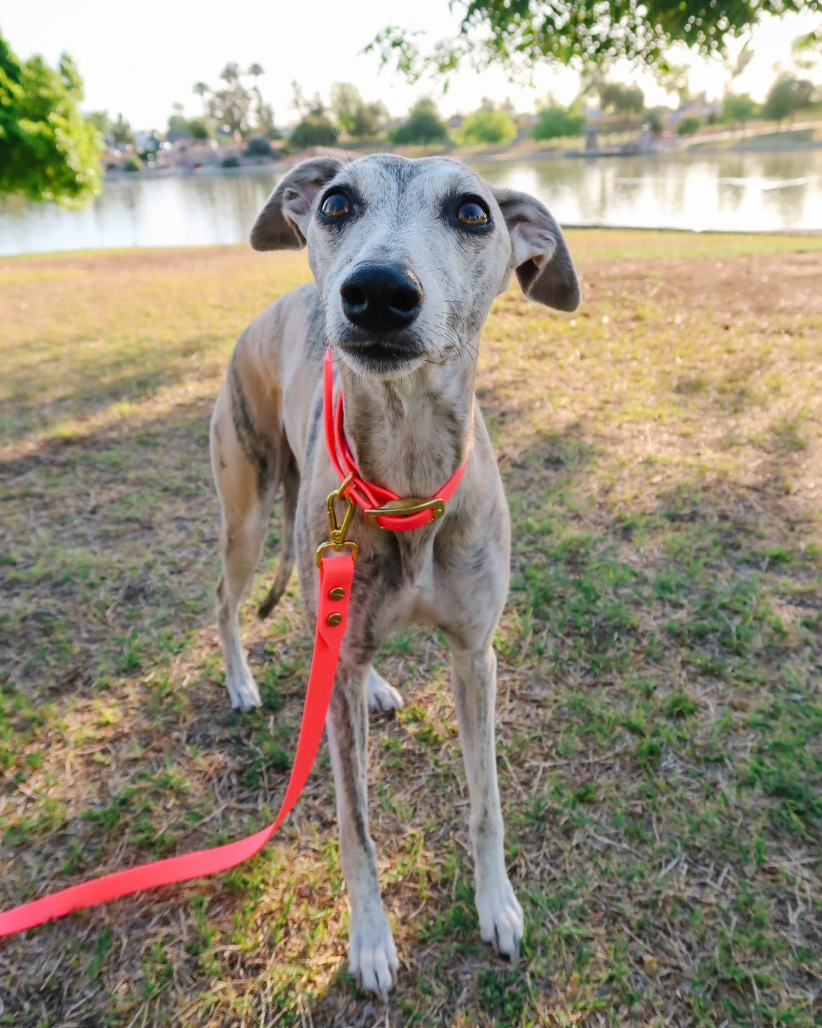 A short haired dog wearing a hot pink waterproof BioThane collar and leash set in front of a pond