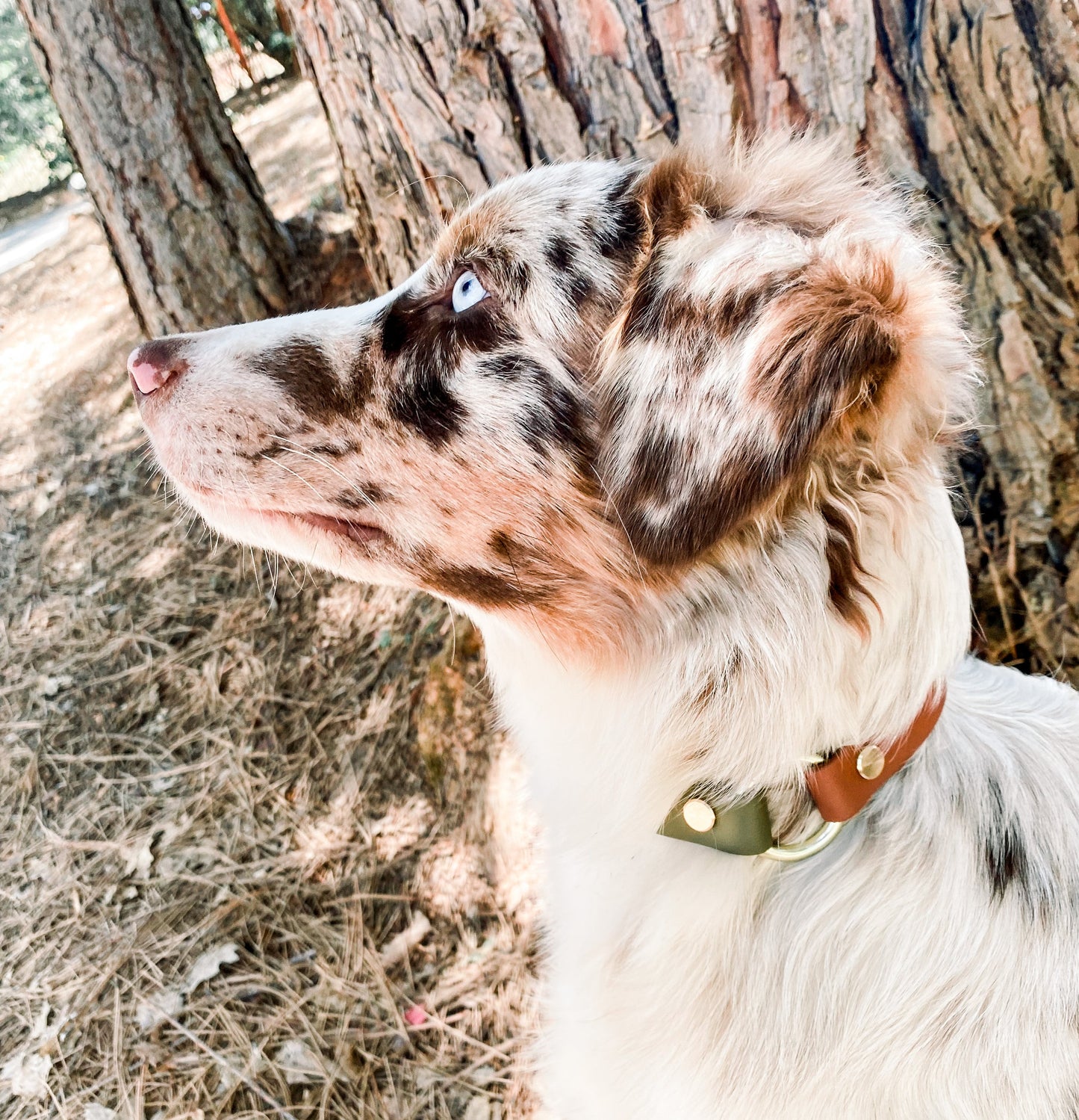 Two Tone Leather Dog Collar