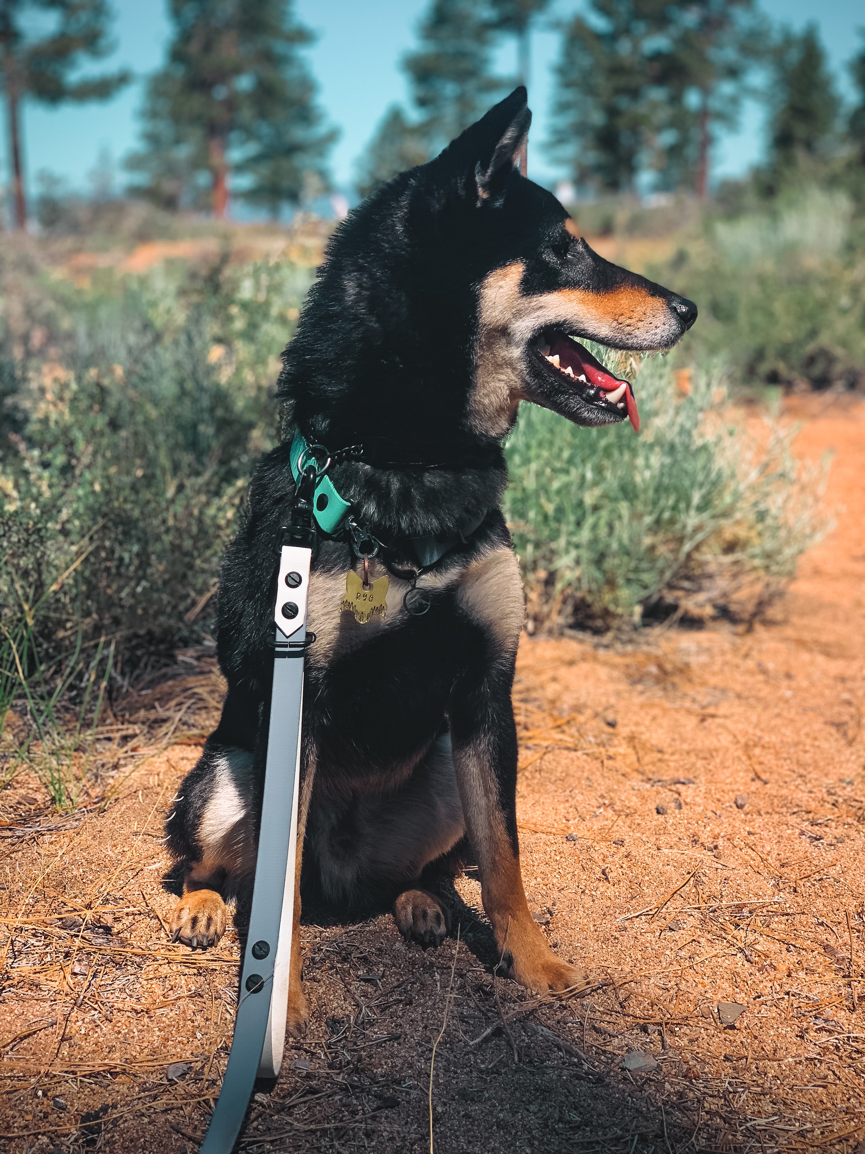 Dog leash with top two hooks