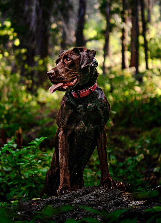 Waterproof Dog Collar | Built with BioThane®