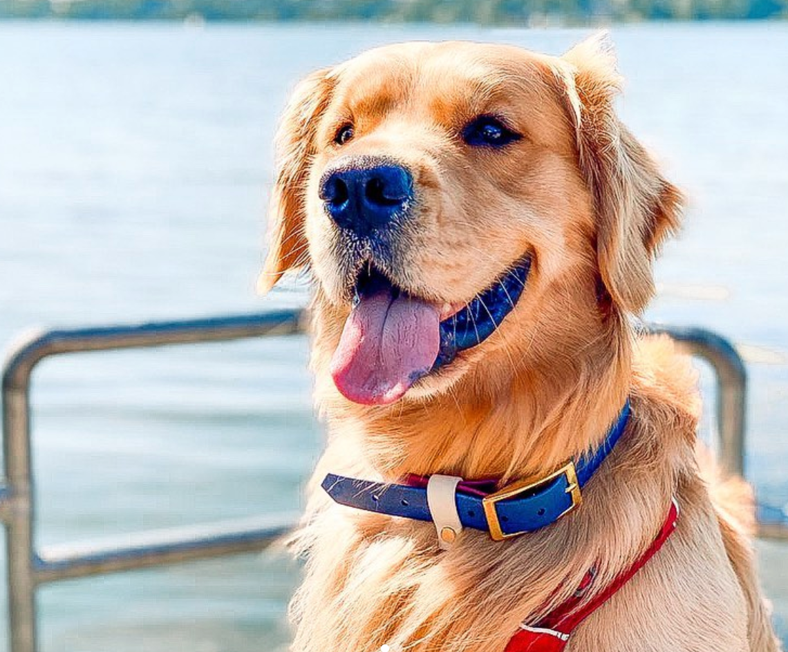 Two-Tone Waterproof Dog Collar