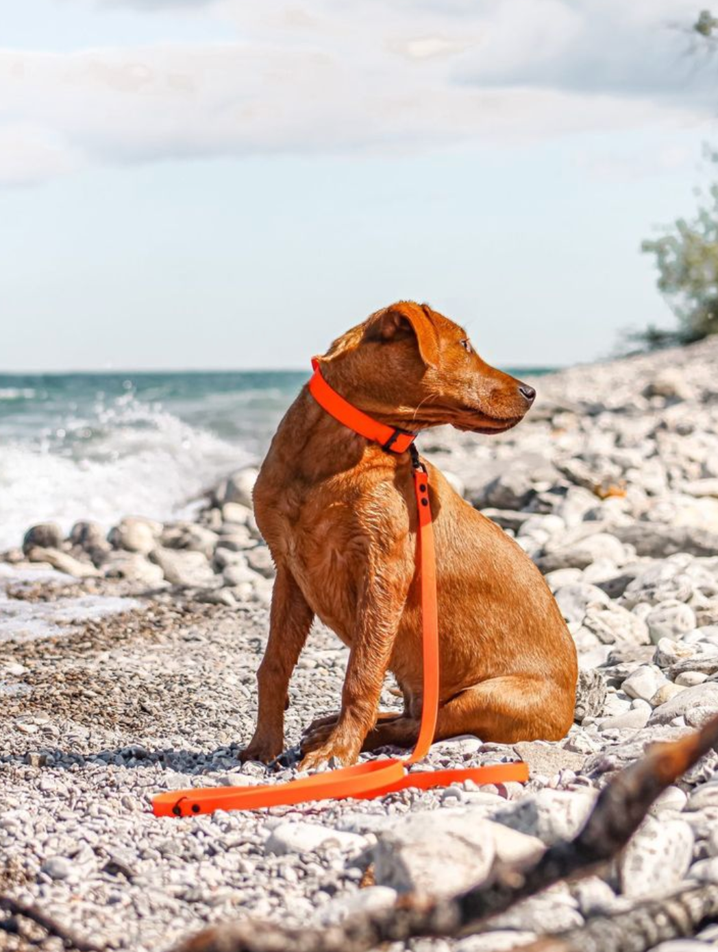 Waterproof Dog Collar and Multi-Way Leash Set