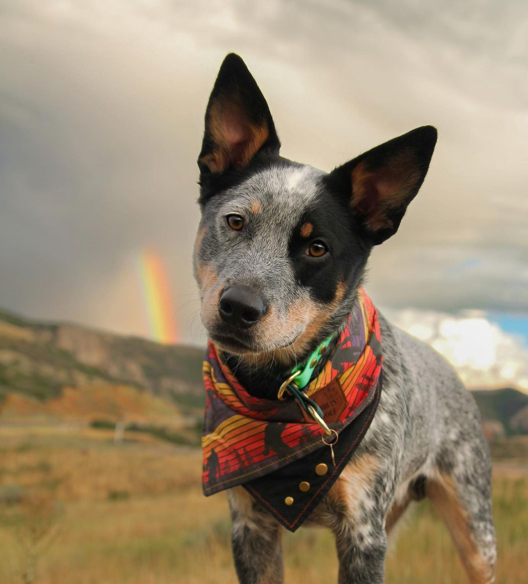 Two Tone Biothane Dog Collar, Waterproof Dog Collar