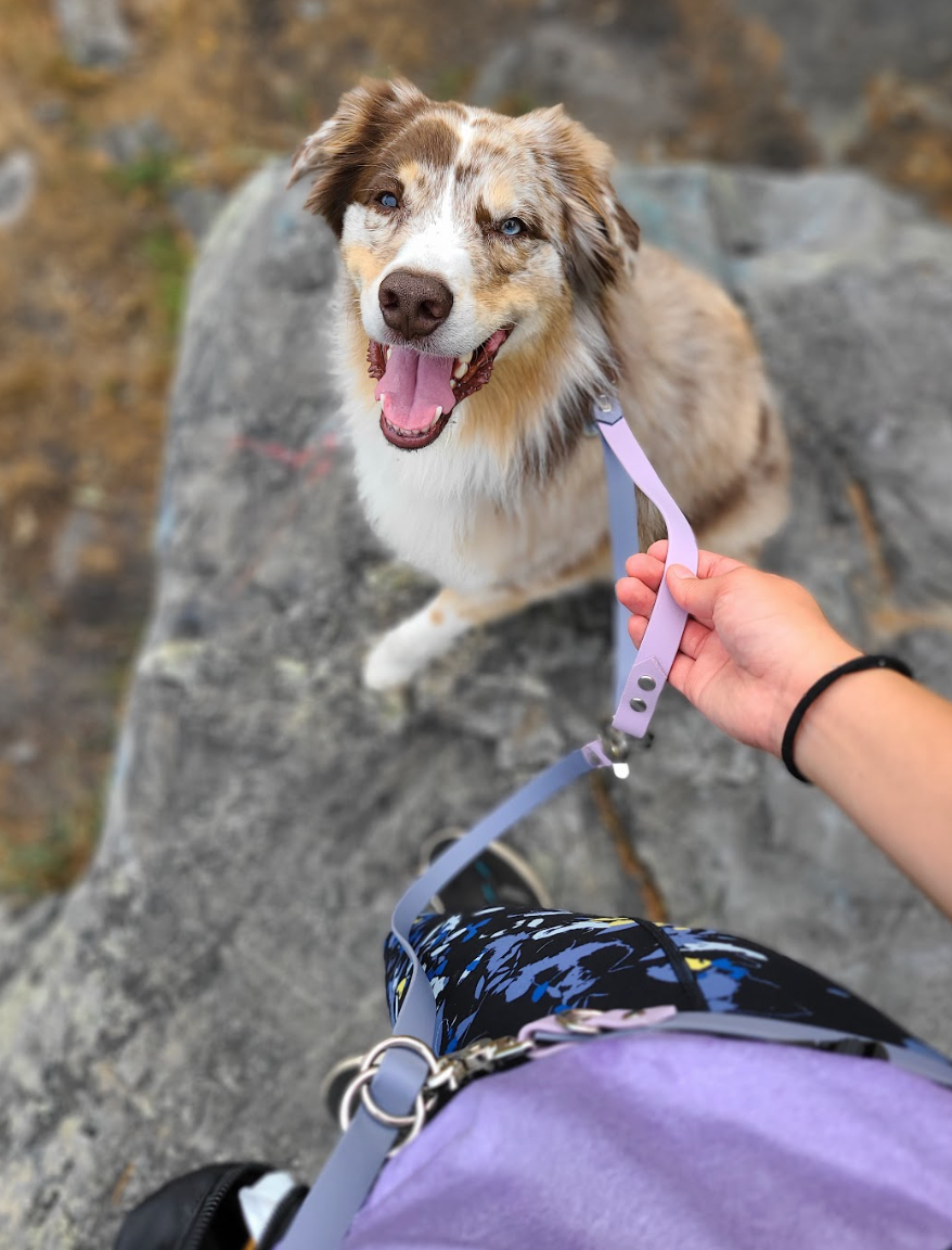 Two-Tone Waterproof Dog Collar and Multi-Way Leash Set