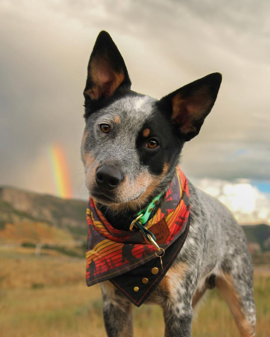 A dog standing in a field waring a red and orange bandana and a seafoam and dark green BioThane slip collar. There are clouds and a arainbow in the background.