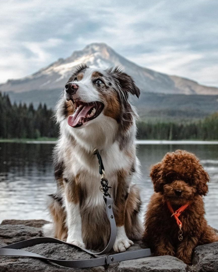 Two dogs in front of water, one white and brown, the other brown. Both dogs are wearing slip collars. There are trees and mountains in the background.