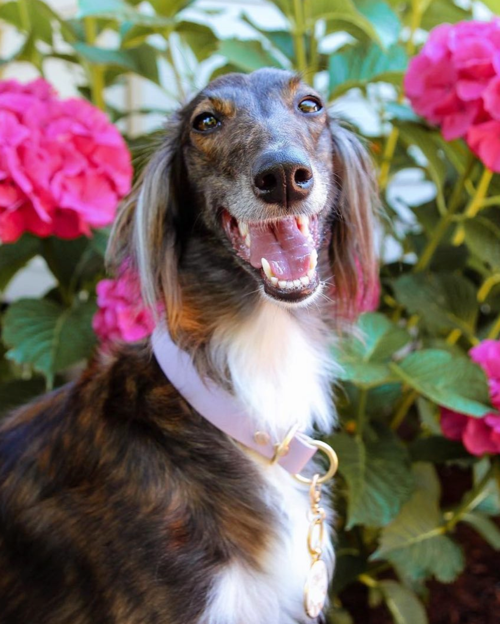 A dog standing in front of flowers looking at the camera and wearing a lilac colored slip collar with gold hardware.