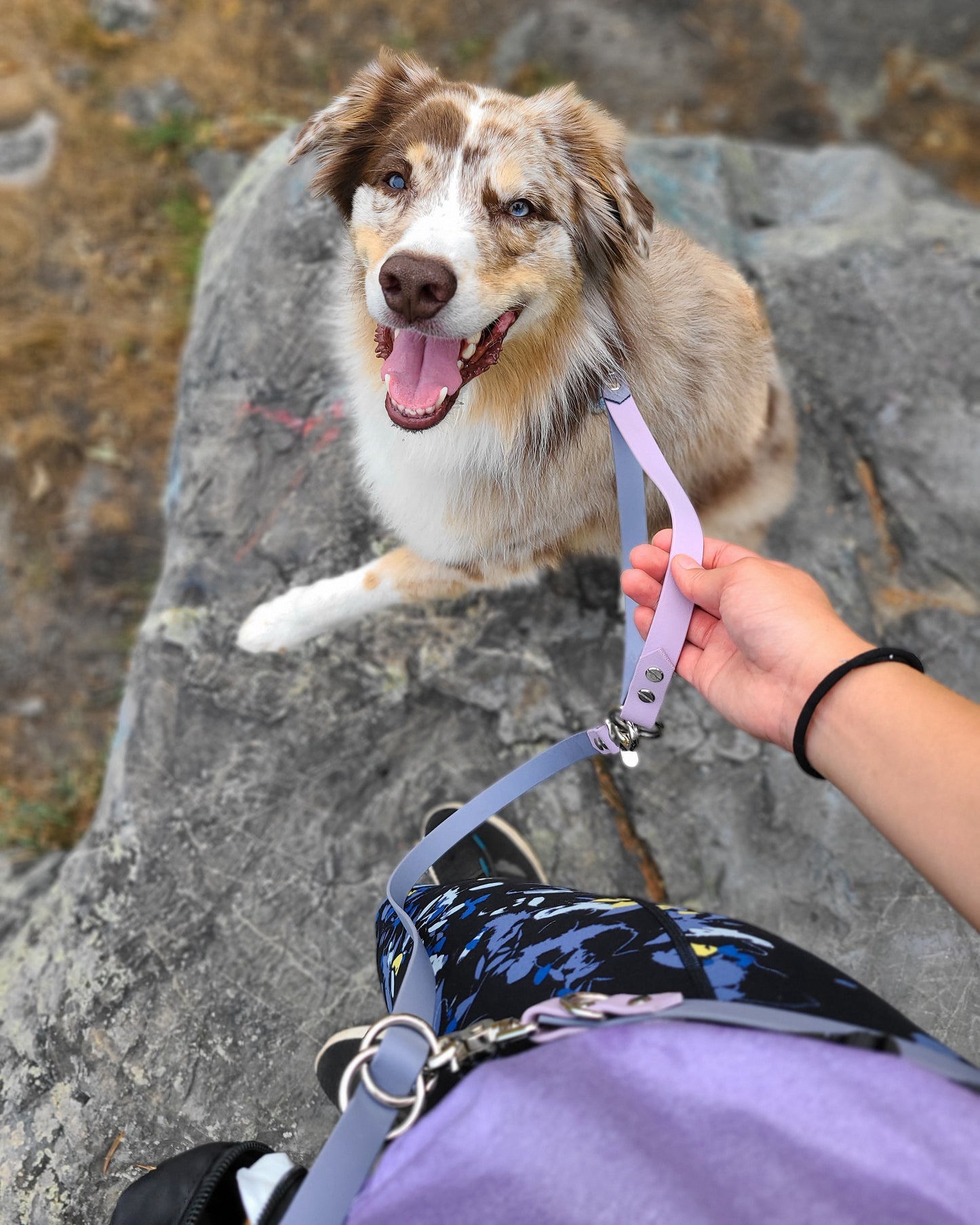 An owner grabbing onto a hands free purple leash while their Australian Shepherd dog looks up at them with affection.