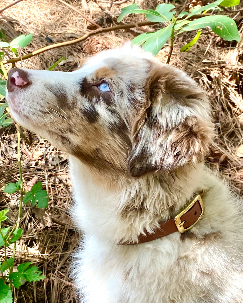 An australian shepherd with blue eyes sitting down wearing a brown waterproof dog collar.