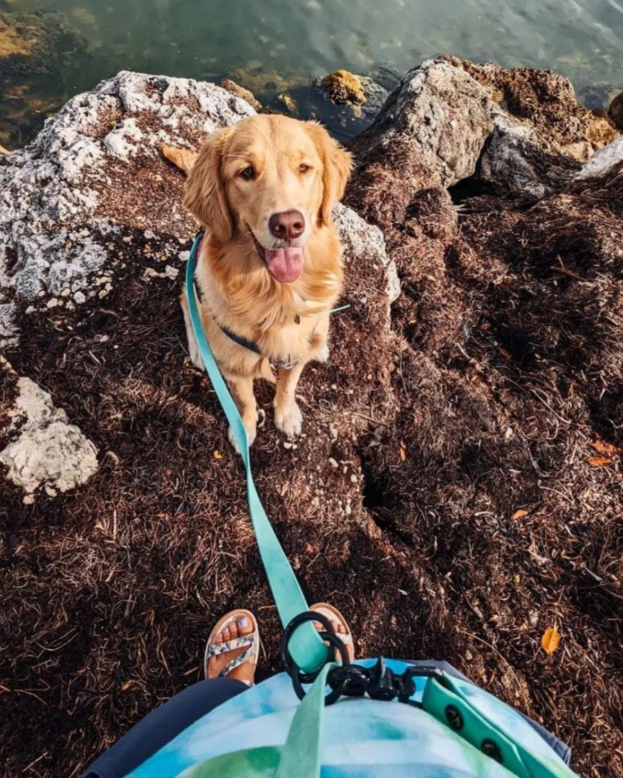 A golden retriever sitting on mulch on the edge of the water. The owner is standing using a hands free leash.