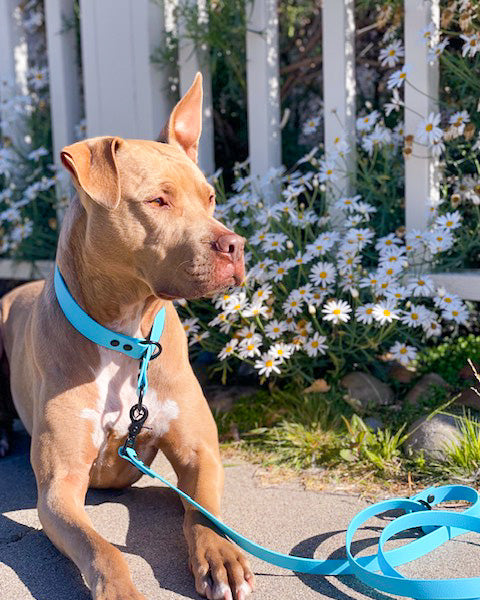 A brown dog laying in front of a fence and flowers wearing a glacier blue slip collar and leash set.