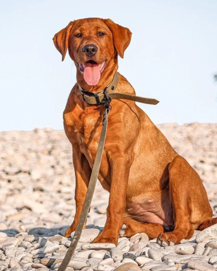 A brown dog sitting on rocks with an olive BioThane collar and leash set.