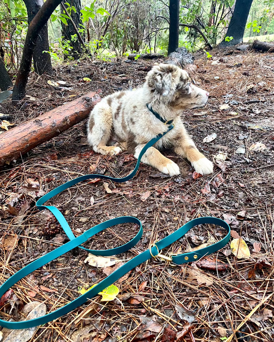 Dog laying next to a stump with a green waterproof classic leash and collar. 