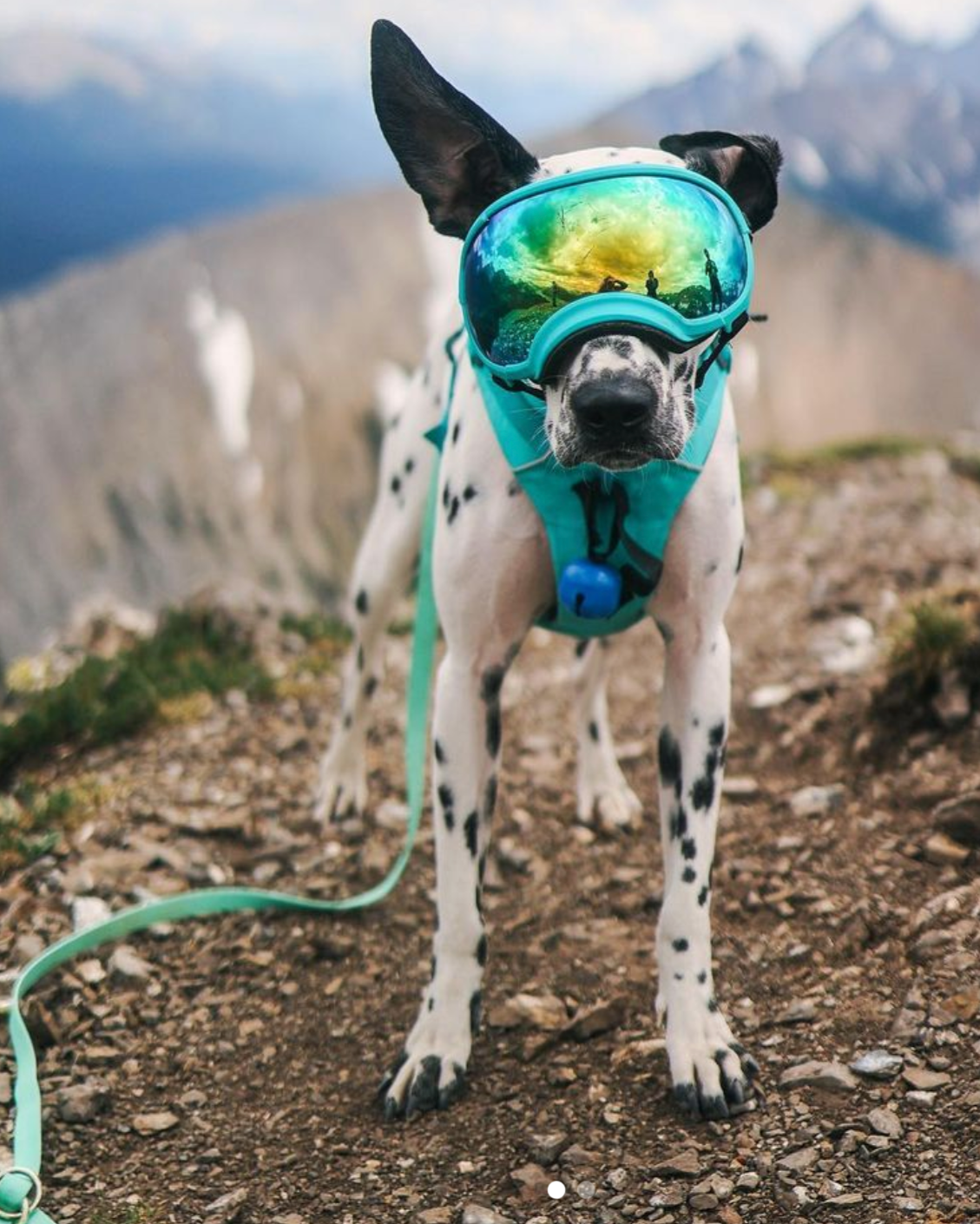 A dalmatian in the mountains wearing goggles and a matching seafoam vest with a waterproof leash attached to them.