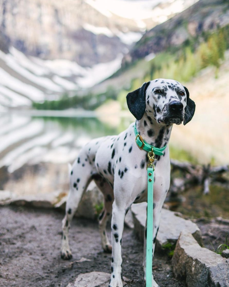 A dalmatian standing in a valley between mountains wearing a seafoam green BioThane collar and leash set. 