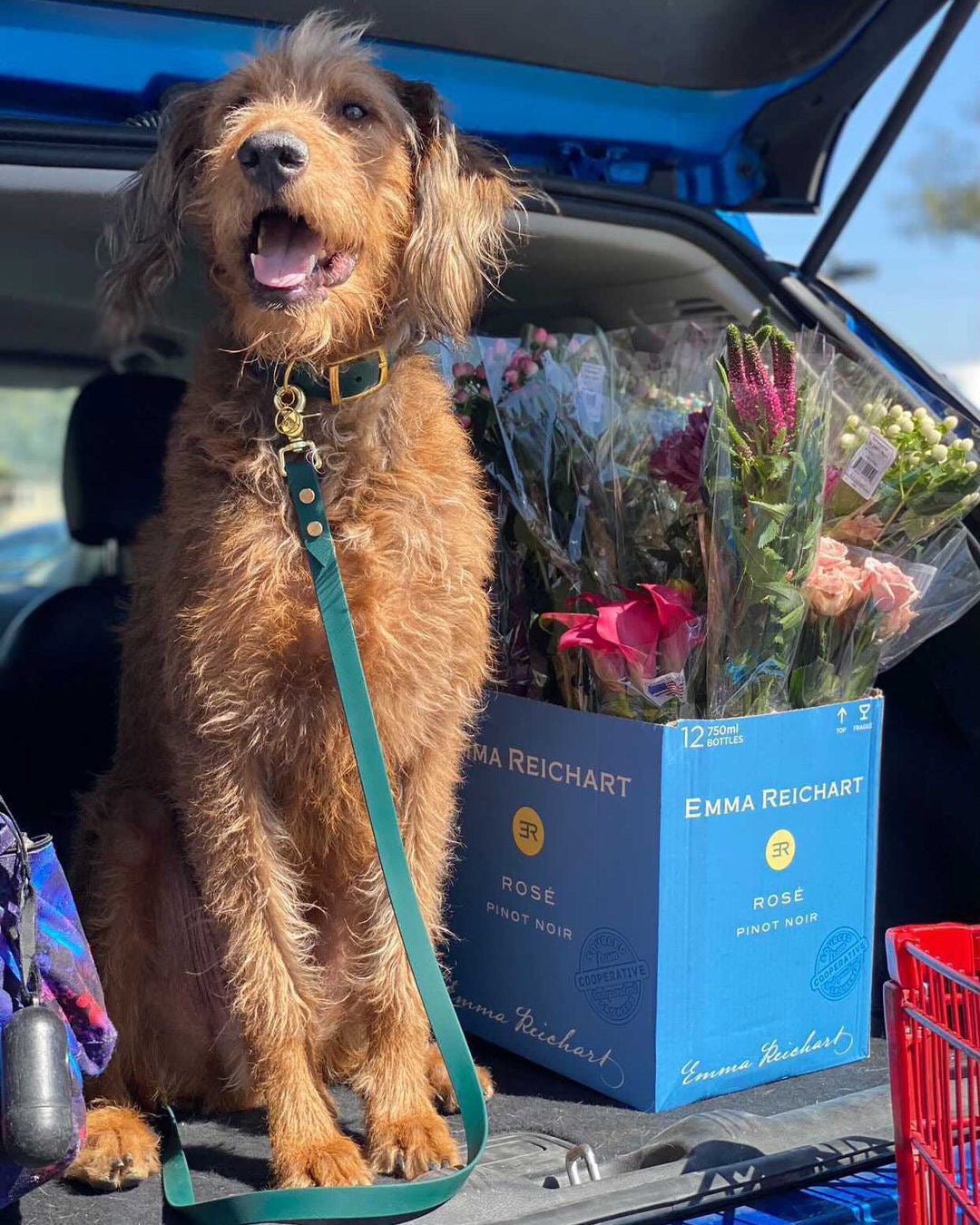 A dog sitting in the trunk of a SUV next to a box of flowers. The dog is wearing an Evergreen BioThane collar and leash set.