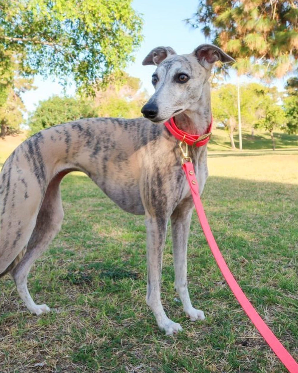 A shorthaired dog in a park wearing a hot pink collar and leash set made from BioThane material.