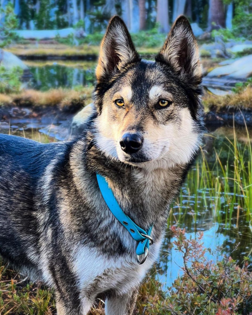 A husky wearing a glacier blue slip collar with silver hardware. 