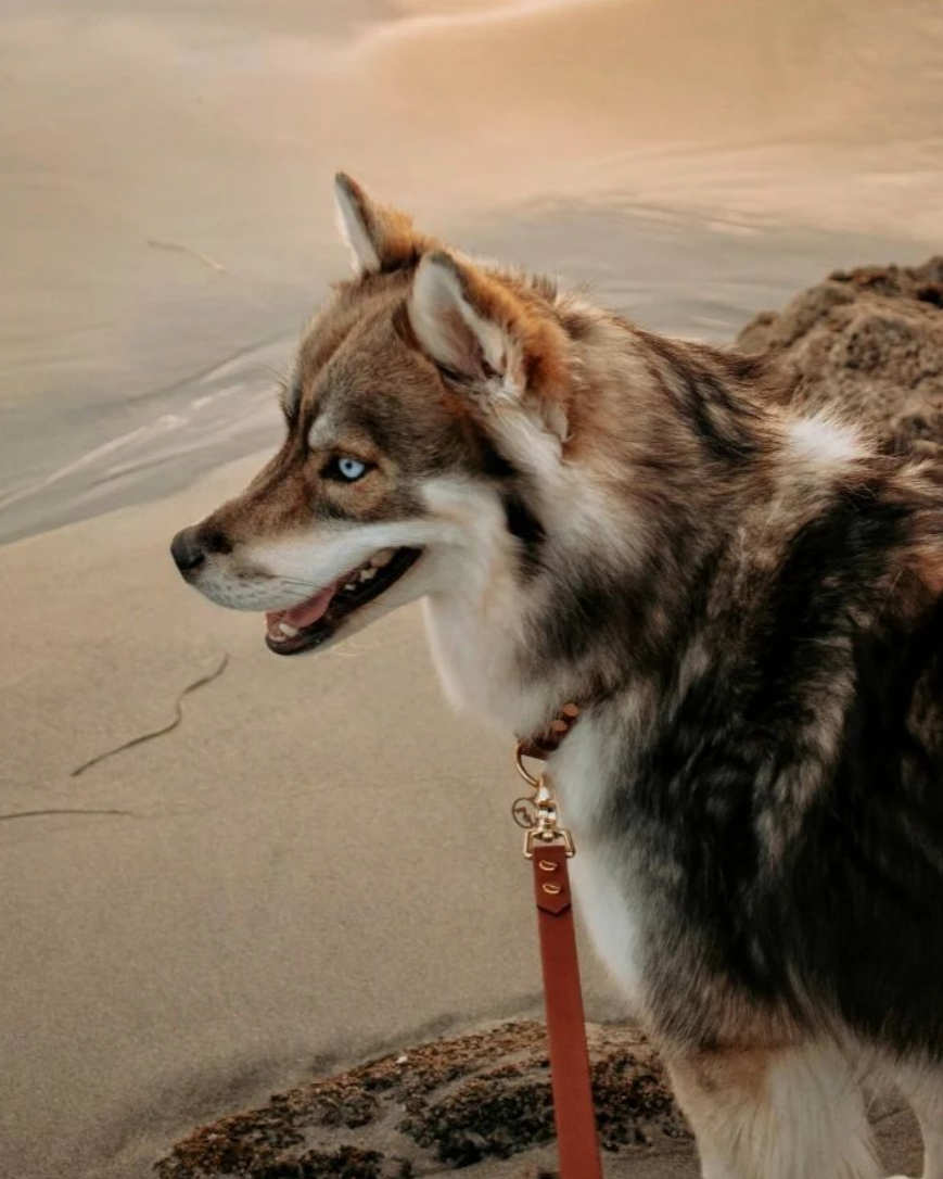 A husky wearing a wine collar and leash on top of a mountain.