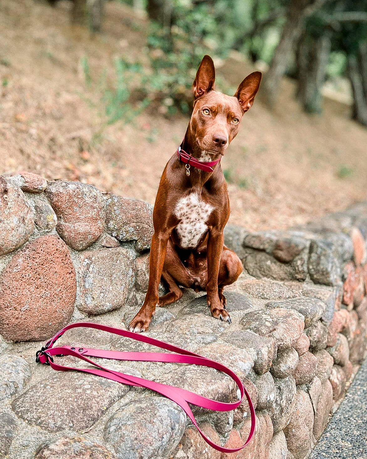 A brown dog sitting on a stone wall staring intensely at the camera wearing a wine colored BioThane collar with a leash sitting in front of him.