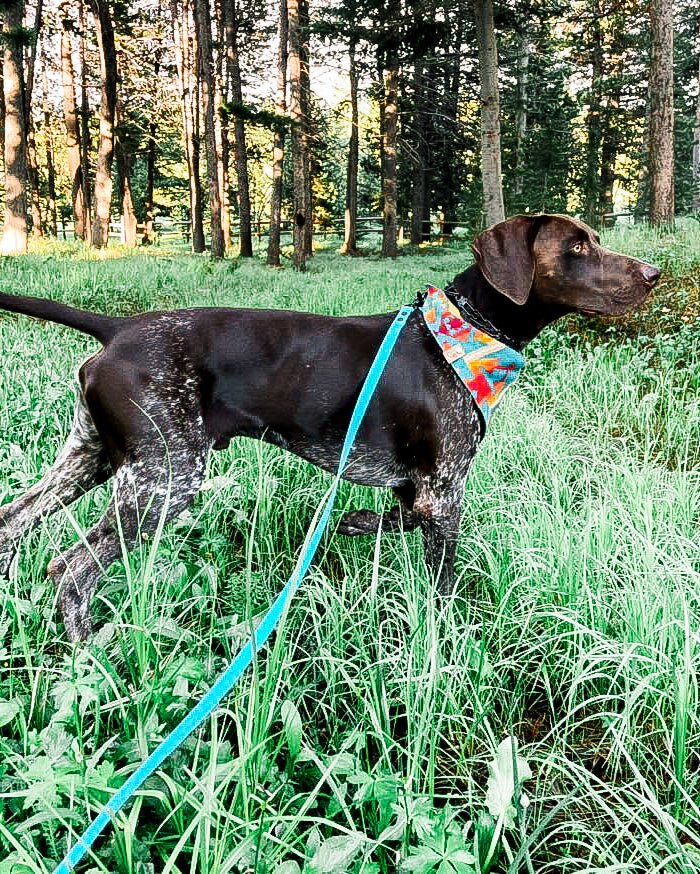 A dog walking in long grass wearing a green multiway leash. The dog is in front of a set of trees.