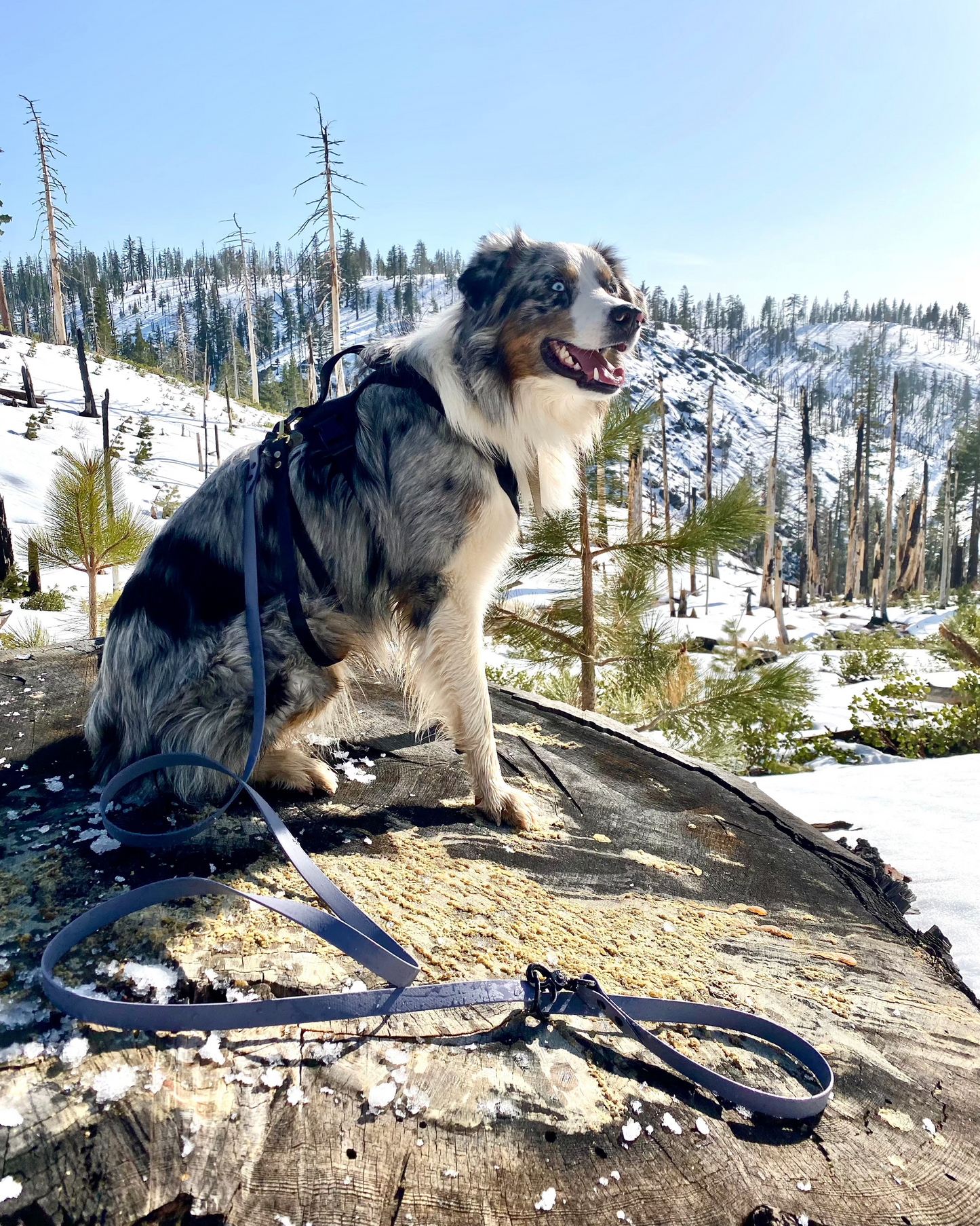 A dog sitting on top of a hill wearing a vest with snowy hills in the background. The dog is wearing a stormy grey BioThane multiway leash.