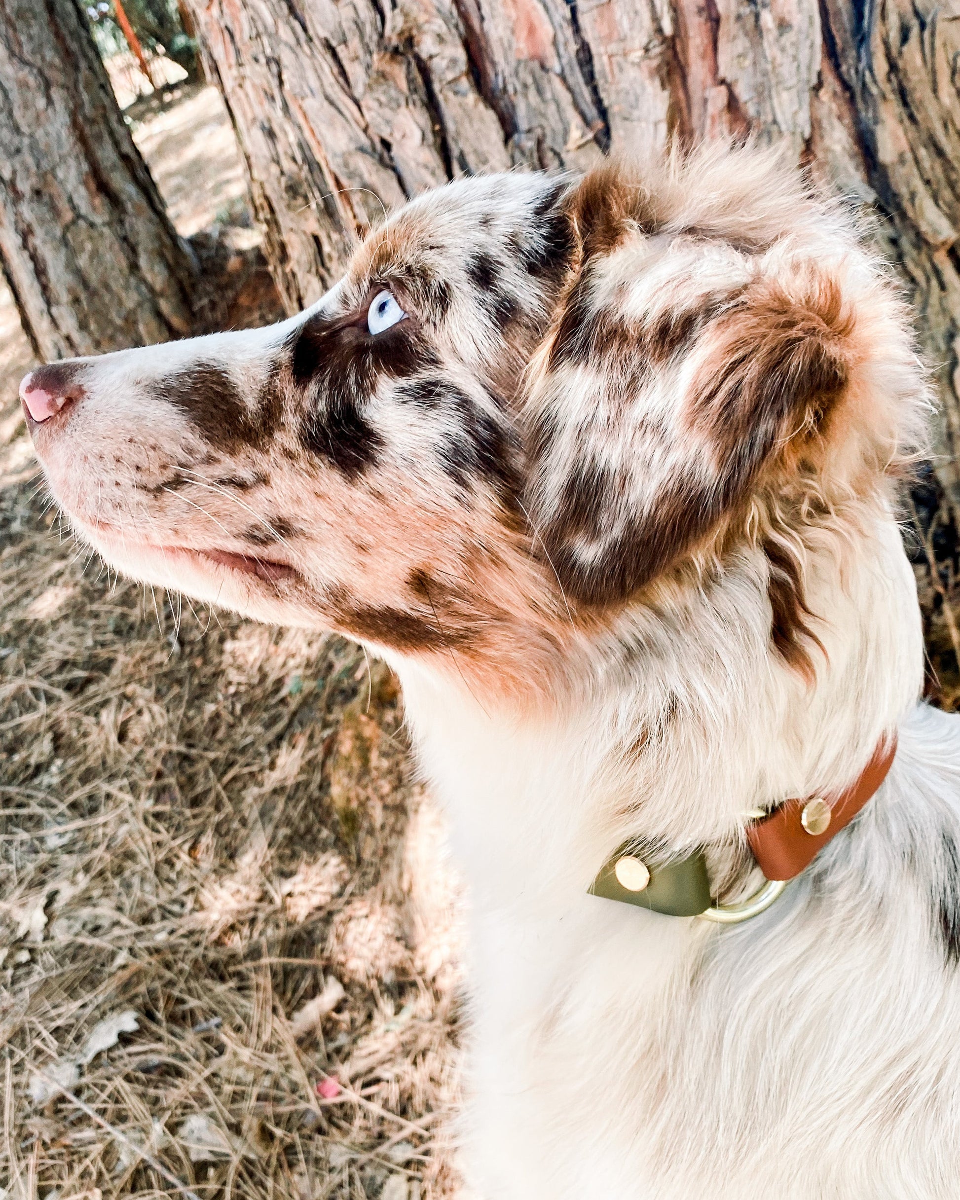 Olive drab and brown BioThane collar on a white dog looking away from the camera. 