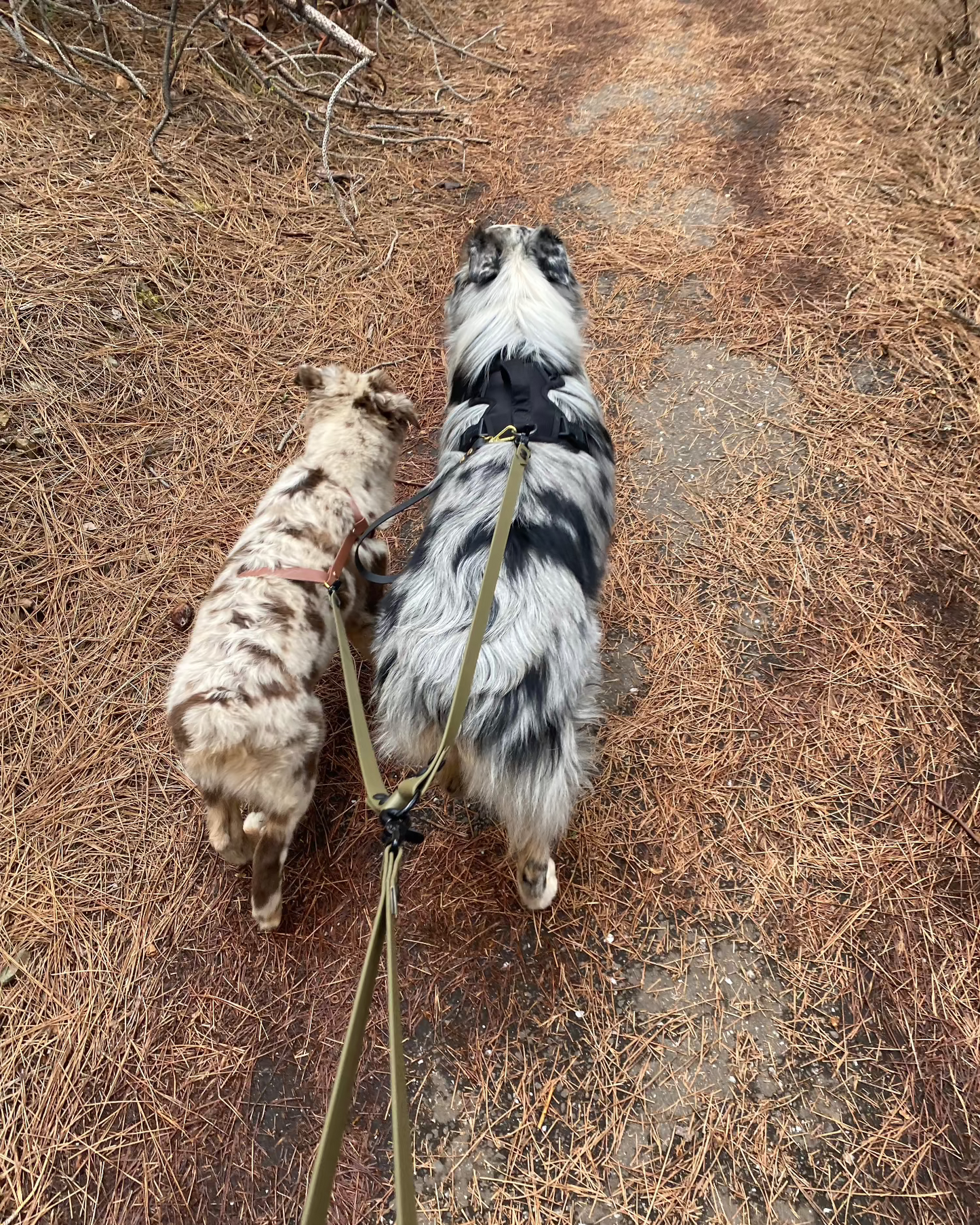 Two dogs attached to an olive drab two dog leash walking on a path covered in pine needles.