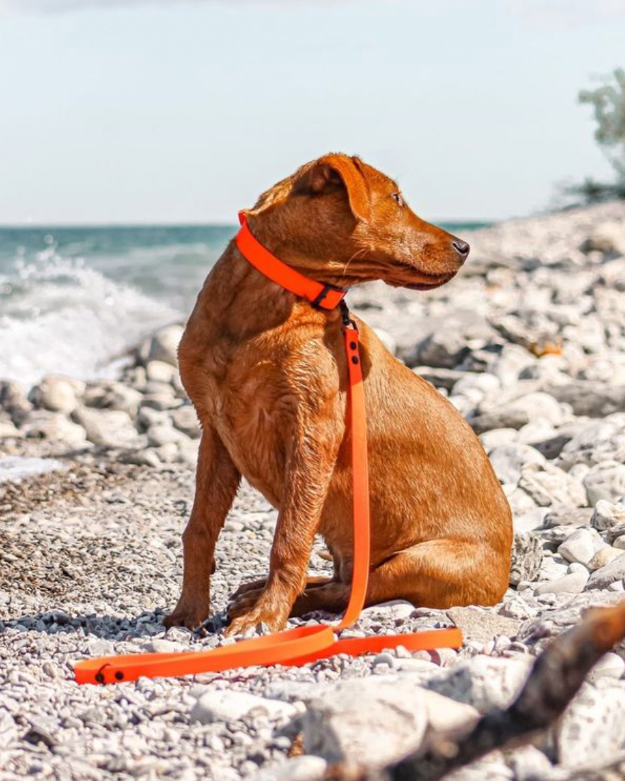 A brown dog on the beach wearing a bright orange collar and leash set.