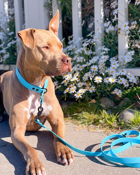 A pitbull laying in front of flowers and a white fence wearing a blue BioThane slip collar with a leash attached.