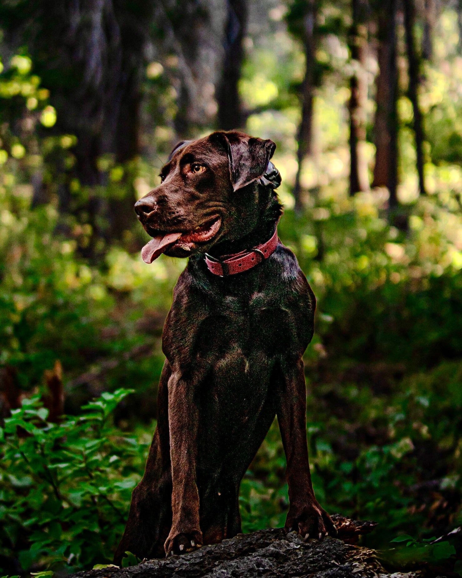 A chocolate lab sitting in the woods wearing a red collar. He is turned to the side and has it's tongue out.