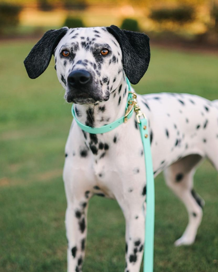 A dalmatian standing in the grass looking at the camera wearing a seafoam colored BioThane leash and collar set.