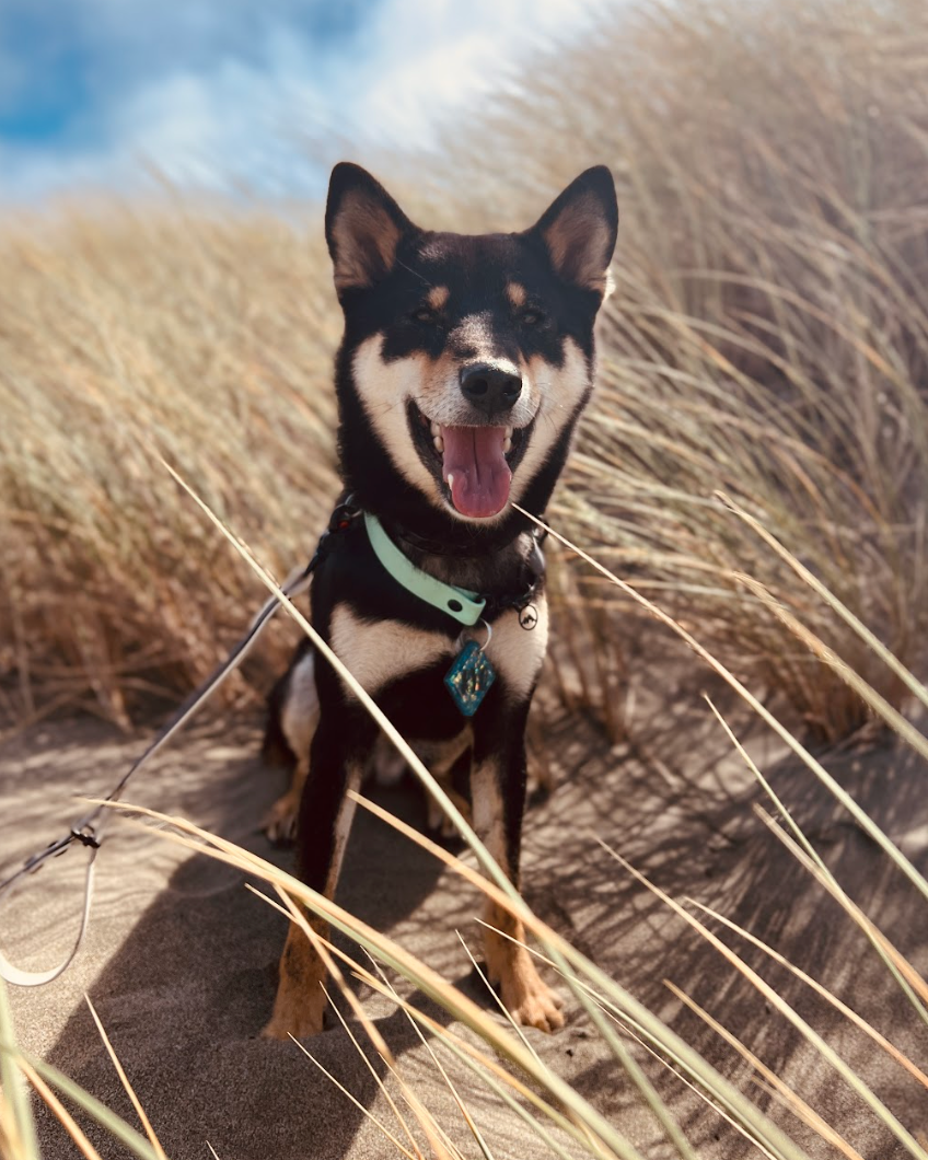 A shiba dog sitting in sand surrounded by shrubs with a seafoam green waterproof collar.