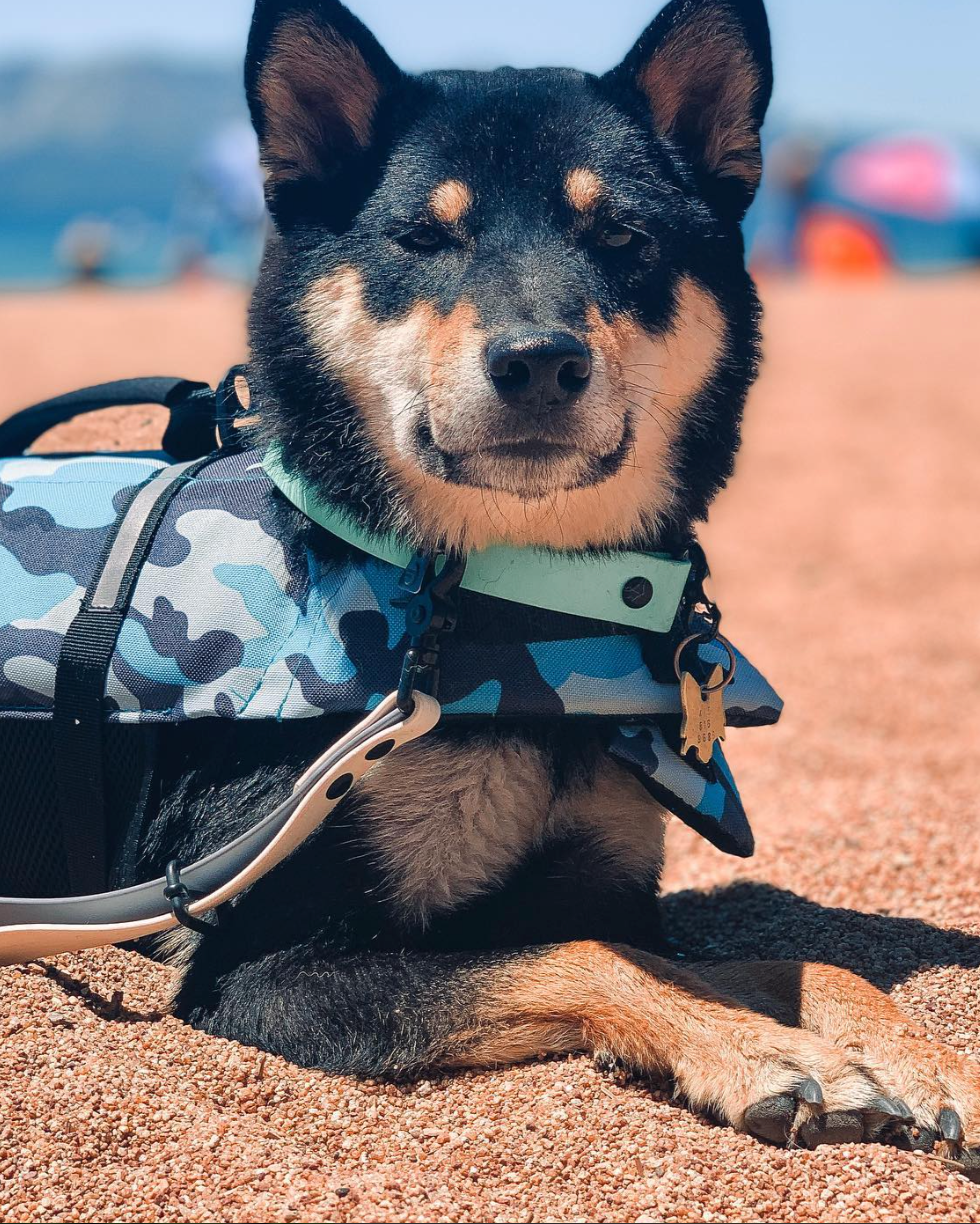 A shiba dog waring a vest and a slip collar and leash set made from Waterproof BioThane. They are laying on brown coarse sand.