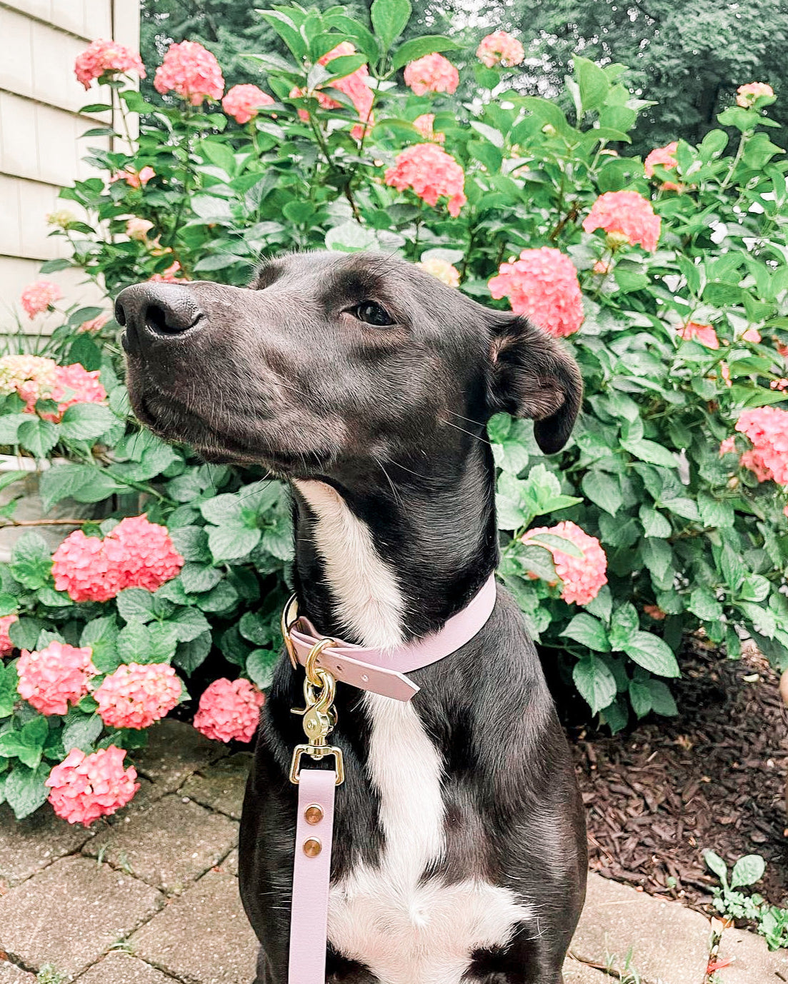 A dog sitting on a patio in front of a bush with blossoming pink flowers. The dog is wearing a spring lilac colored BioThane collar and leash set.