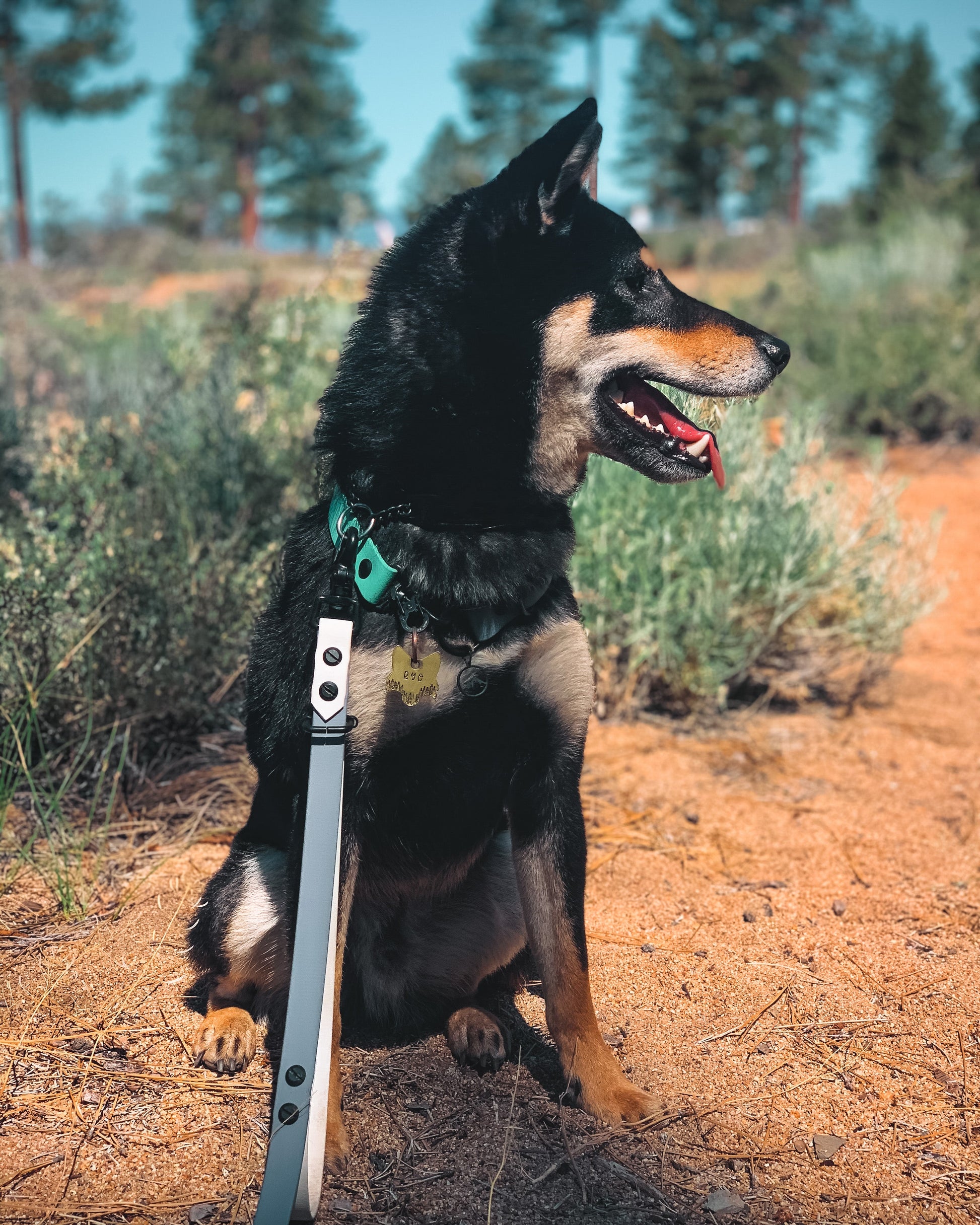 Dog sitting in front of brush looking away from the camera wearing a stormy grey and arctic white BioThane leash with an attached traffic handle.