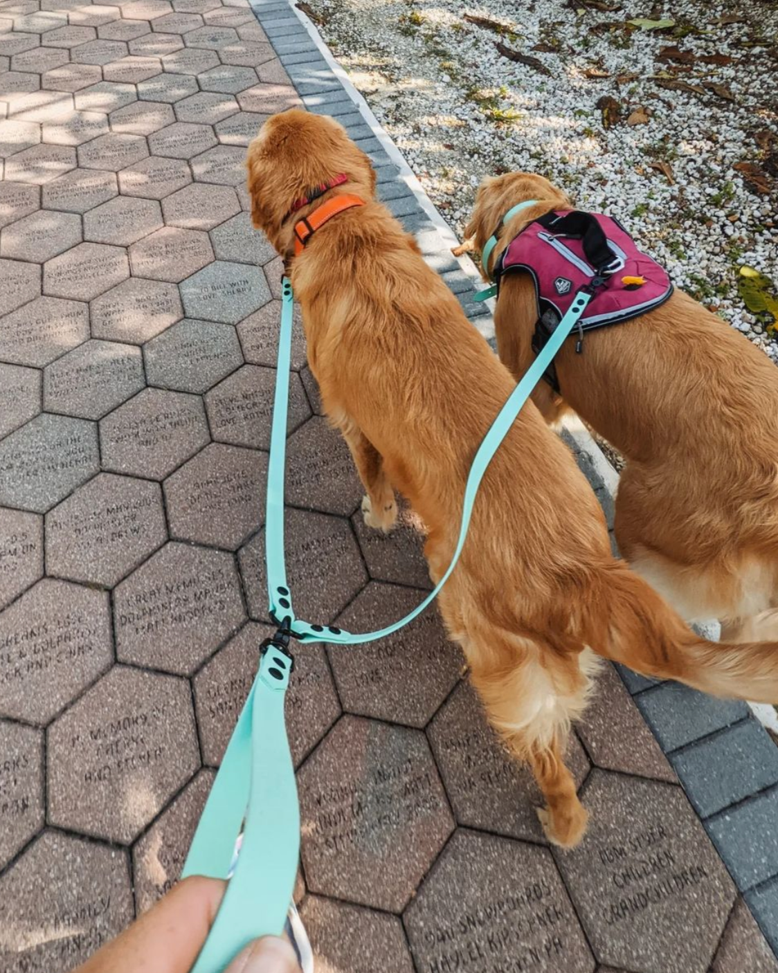 Two golden retrievers walking on a path and attached to a glacier blue two dog leash.