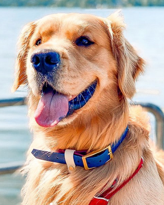 A golden retriever sitting on a dock with their tongue out wearing a waterproof collar.