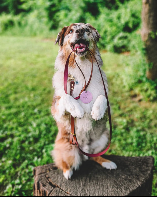 A dog standing on their hind legs on a stump. They have a wine and brown colored leash in their mouth.