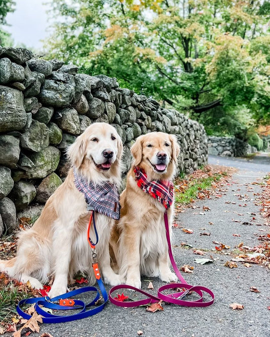 Two golden retrievers sitting with their backs facing a stone wall. They are wearing bandanas and two-tone waterproof leashes.