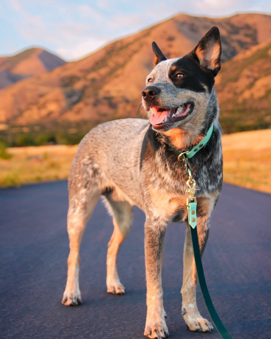 A white and black dog standing in the road with hills in the background. They are wearing a two tone slip collar that is seafoam and green colored.