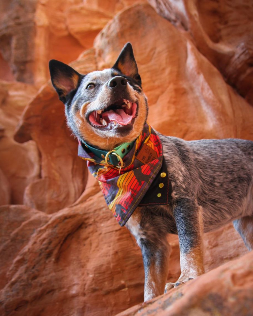 A dog standing in a valley of red rocks. He has a red, orange and yellow bandana and a two-toned slip collar with gold hardware.