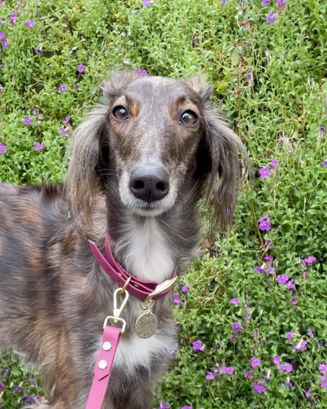 A dog standing in front of wildflowers wearing a wine colored waterproof leash and collar set.